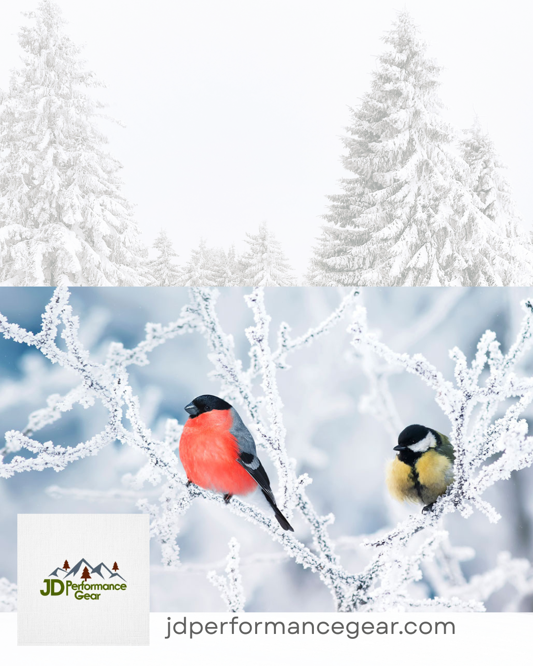 Winter Bird Watching: Discovering Life in the Quiet Season